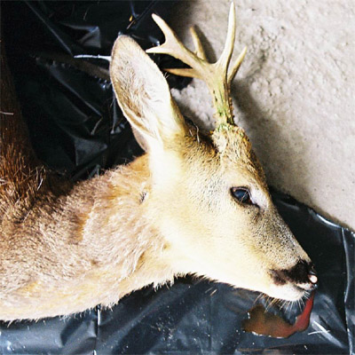 dead deer