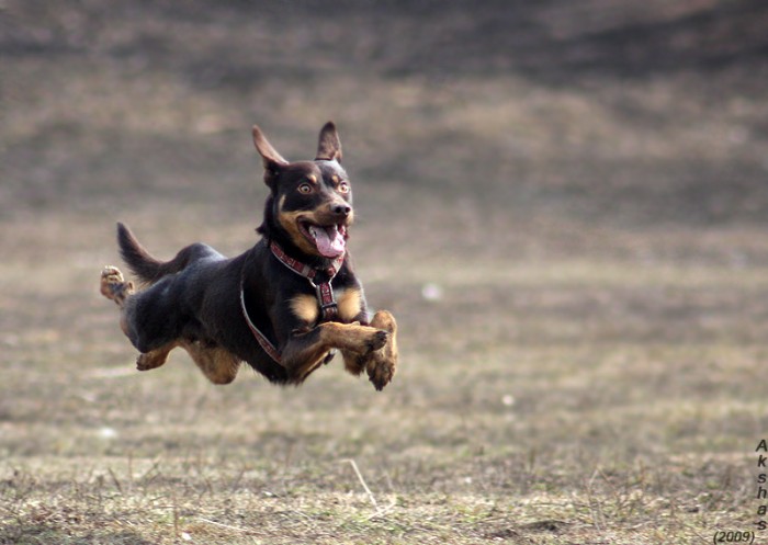 flying dog