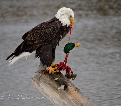 eagle eating duck