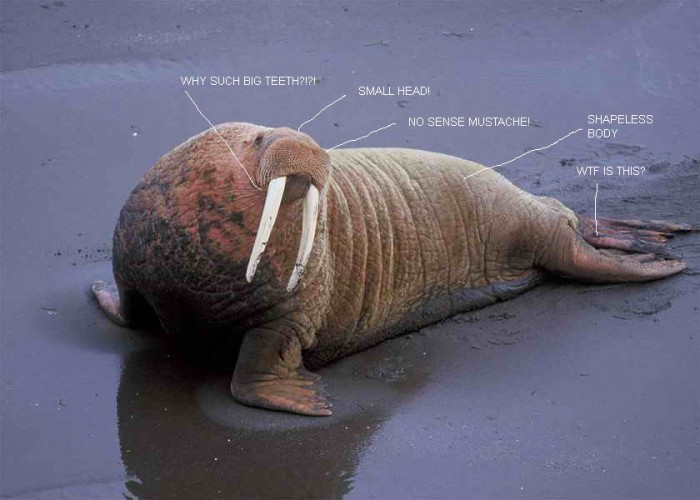 walrus has no style