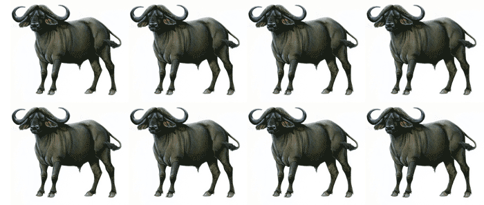 buffalo buffalo buffalo buffalo buffalo buffalo buffalo buffalo