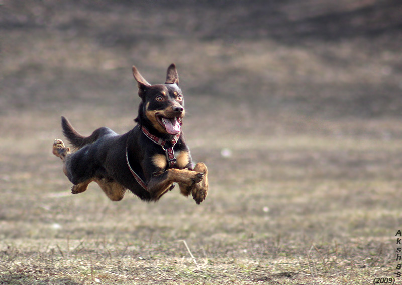 Flying dogs. Собака летит. Собака улетела. Летти собака. Летающие псины.